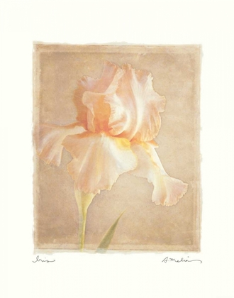 Picture of IRIS