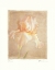Picture of IRIS