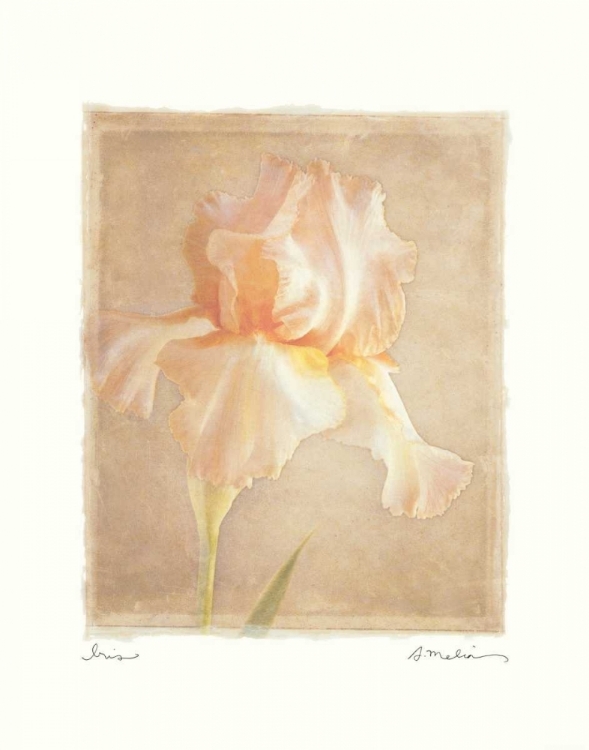 Picture of IRIS