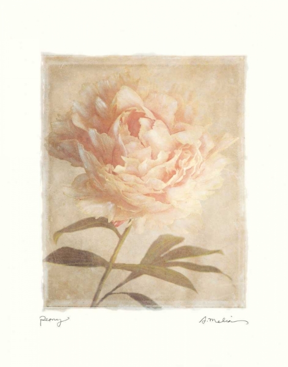 Picture of PEONY