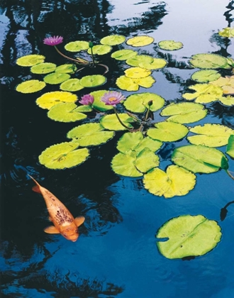Picture of KOI POND I