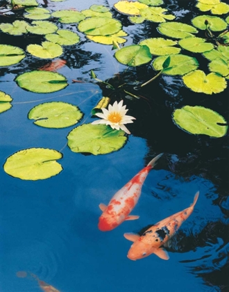 Picture of KOI POND II
