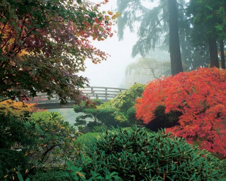 Picture of JAPANESE GARDEN II