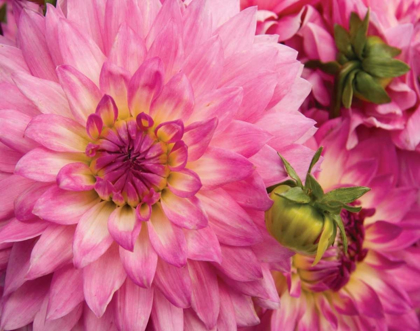 Picture of PINK DAHLIA