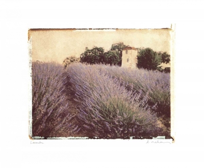 Picture of LAVENDER