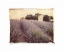 Picture of LAVENDER