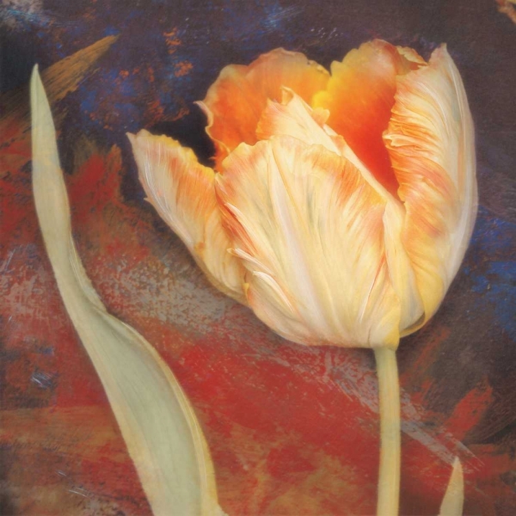 Picture of DUSK TULIP II