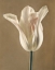 Picture of LUMIERE TULIP I