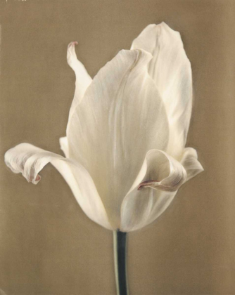 Picture of LUMIERE TULIP II