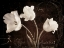 Picture of GARDEN LOVE LETTER II