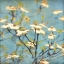 Picture of DOGWOOD I
