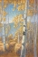 Picture of ASPEN FOREST II