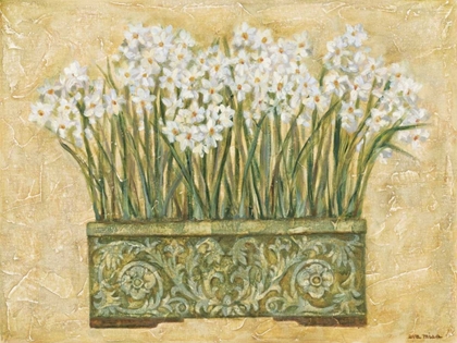 Picture of WHITE NARCISSUS