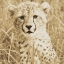 Picture of YOUNG CHEETAH