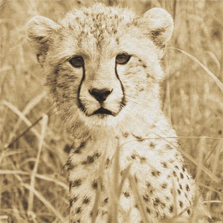 Picture of YOUNG CHEETAH