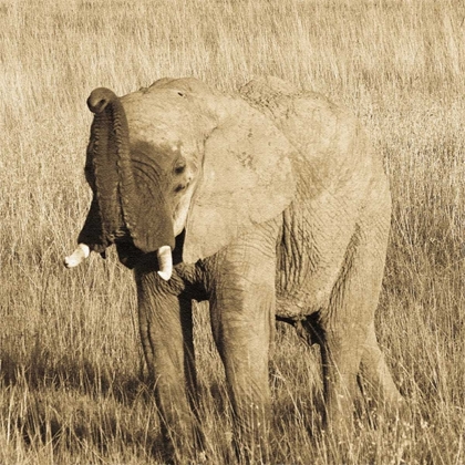 Picture of YOUNG ELEPHANT