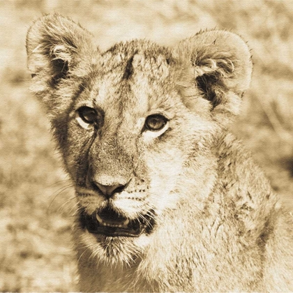 Picture of YOUNG LION
