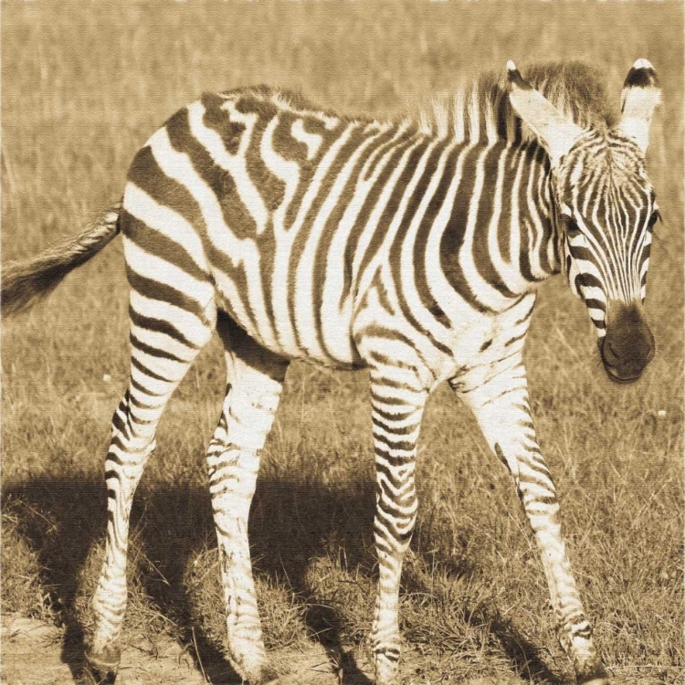 Picture of YOUNG ZEBRA