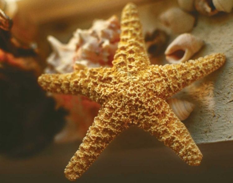 Picture of STARFISH I