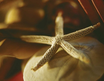 Picture of STARFISH III