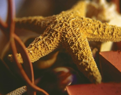 Picture of STARFISH IV