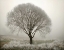 Picture of TRANQUILITY II
