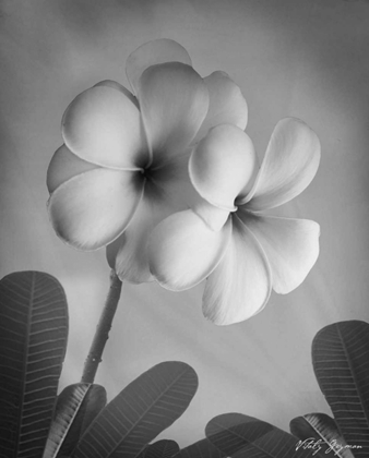 Picture of PLUMERIA I