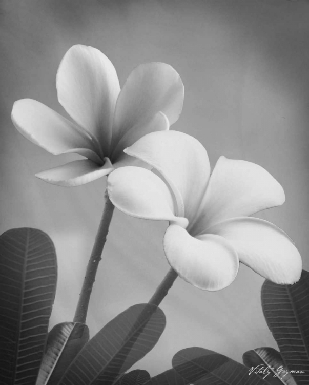 Picture of PLUMERIA II