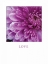 Picture of LOVE