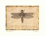Picture of DRAGONFLY IV