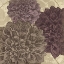 Picture of DAHLIA II