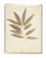 Picture of BAY LEAVES