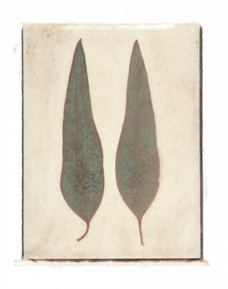 Picture of TWO LEAVES