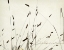 Picture of GRASS BALANCE