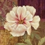 Picture of ESPERANCE PEONY