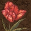 Picture of TULIPA I