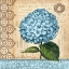 Picture of HYDRANGEA