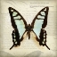 Picture of BUTTERFLIES SCRIPT I