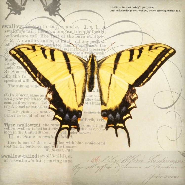 Picture of BUTTERFLIES SCRIPT V