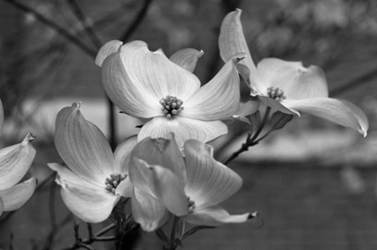 Picture of DOGWOOD BLOSSOMS I BW