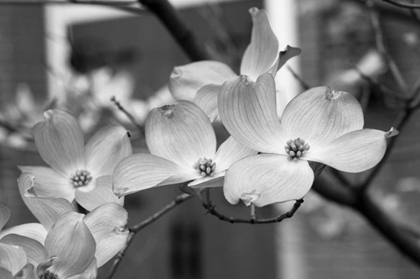 Picture of DOGWOOD BLOSSOMS II BW