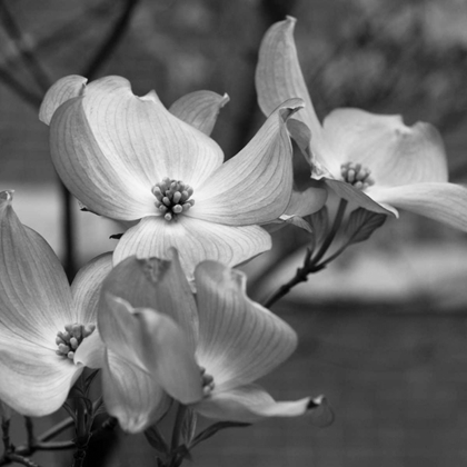 Picture of DOGWOOD BLOSSOMS I BW SQ