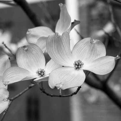 Picture of DOGWOOD BLOSSOMS II BW SQ