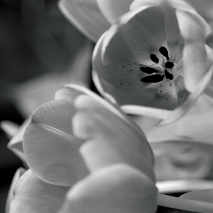 Picture of BW TULIPS I
