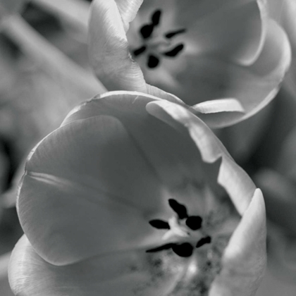 Picture of BW TULIPS II