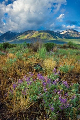 Picture of EASTERN SIERRA III