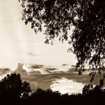 Picture of SUNSET TREES SEPIA SQ I