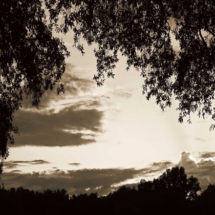 Picture of SUNSET TREES SEPIA SQ II