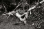 Picture of FALLEN CYPRESS I