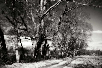 Picture of WINTER FIELDS I